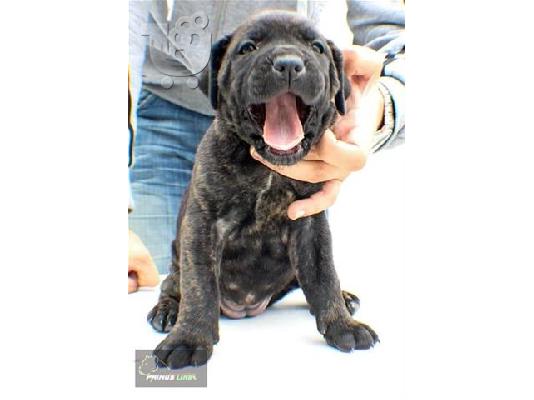 Pomeranian καθαροαιμα Αθηνα-Θεσσαλονικη-Νησια dogsmania.gr 6979314054...